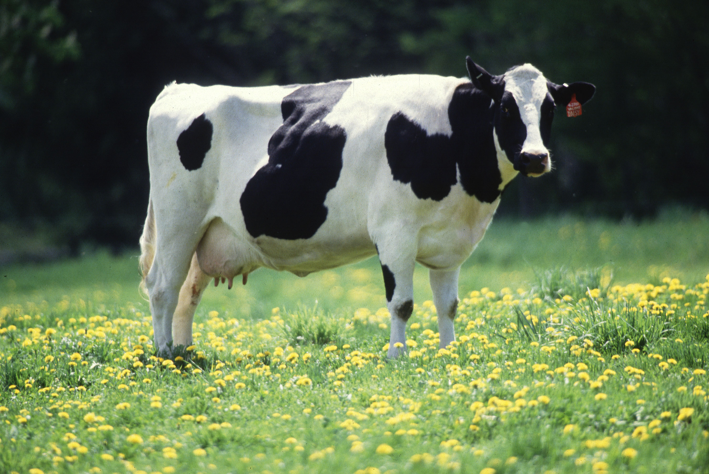 Real dairy production and supply image